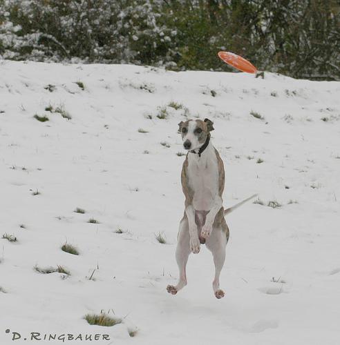 A dog image from https://images.dog.ceo/breeds/whippet/n02091134_17467.jpg