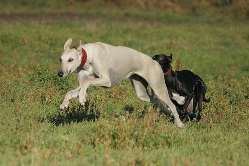 A dog image from https://images.dog.ceo/breeds/whippet/n02091134_18435.jpg