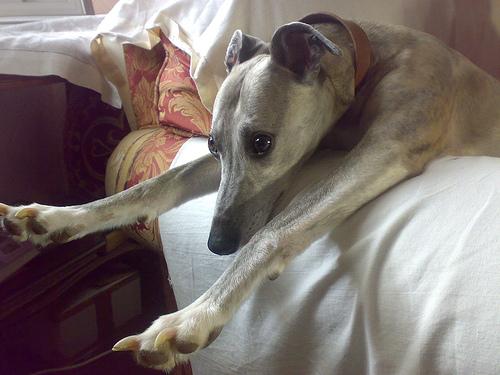 A dog image from https://images.dog.ceo/breeds/whippet/n02091134_18472.jpg