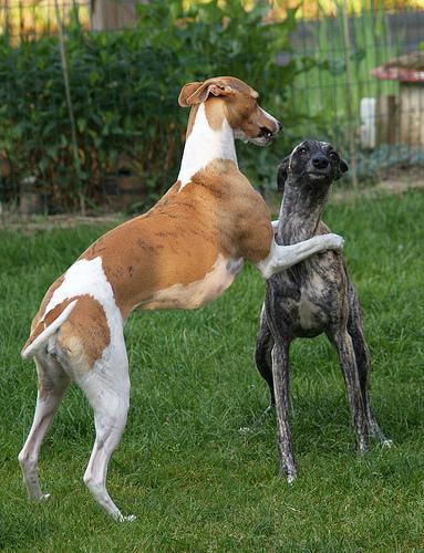 A dog image from https://images.dog.ceo/breeds/whippet/n02091134_19084.jpg