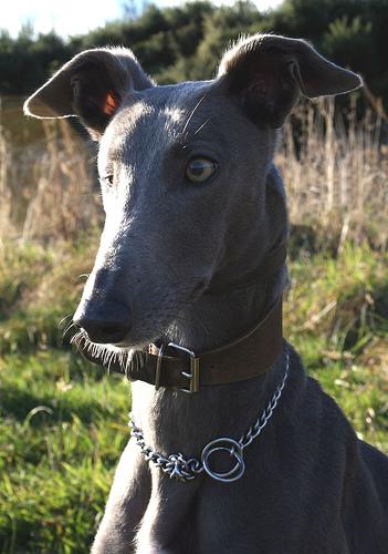 A dog image from https://images.dog.ceo/breeds/whippet/n02091134_19124.jpg