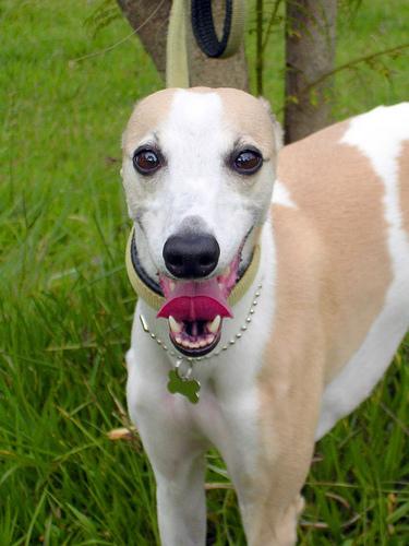 A dog image from https://images.dog.ceo/breeds/whippet/n02091134_392.jpg