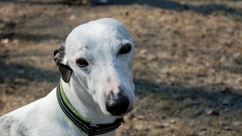 A dog image from https://images.dog.ceo/breeds/whippet/n02091134_4078.jpg