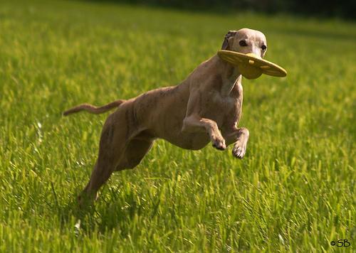 A dog image from https://images.dog.ceo/breeds/whippet/n02091134_4197.jpg