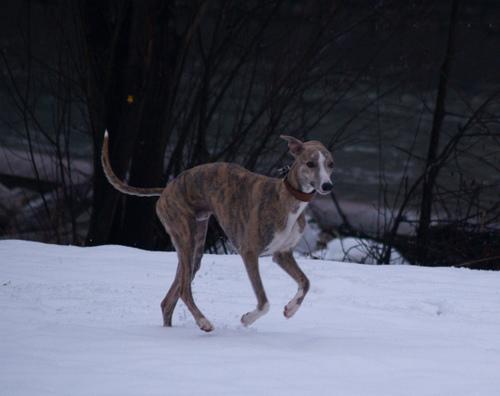 A dog image from https://images.dog.ceo/breeds/whippet/n02091134_5630.jpg