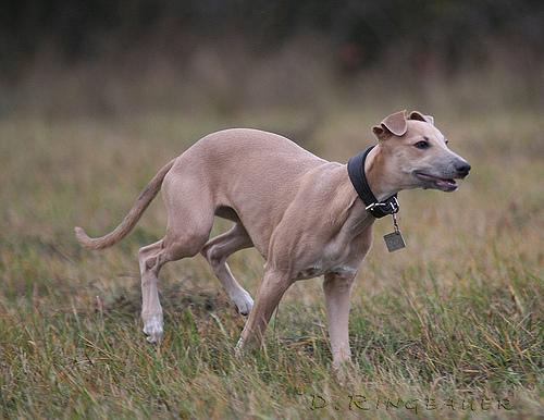 A dog image from https://images.dog.ceo/breeds/whippet/n02091134_7145.jpg