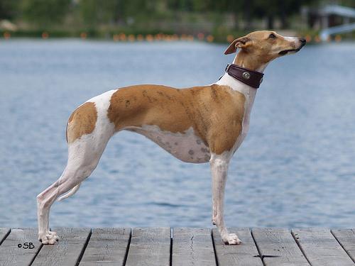 A dog image from https://images.dog.ceo/breeds/whippet/n02091134_7935.jpg