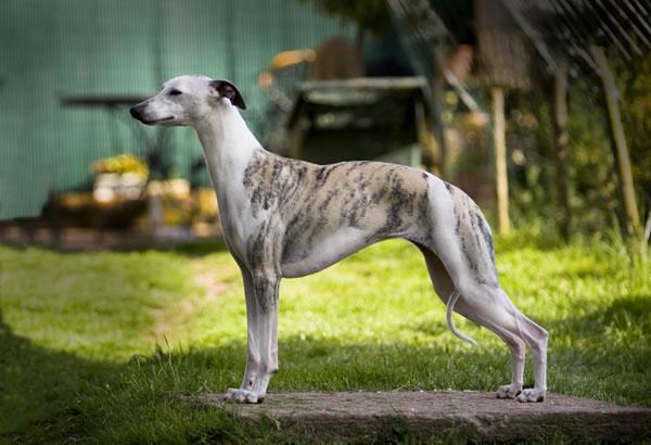 A dog image from https://images.dog.ceo/breeds/whippet/n02091134_9433.jpg