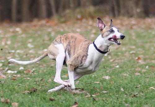 A dog image from https://images.dog.ceo/breeds/whippet/n02091134_9671.jpg