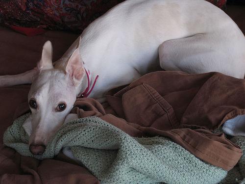 A dog image from https://images.dog.ceo/breeds/whippet/n02091134_969.jpg