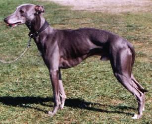 A dog image from https://images.dog.ceo/breeds/whippet/n02091134_9793.jpg