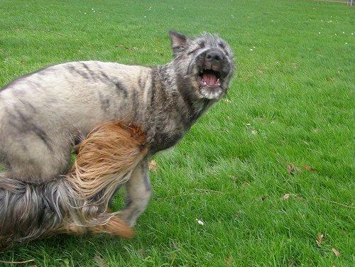 A dog image from https://images.dog.ceo/breeds/wolfhound-irish/n02090721_1041.jpg