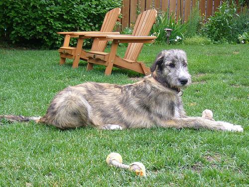 A dog image from https://images.dog.ceo/breeds/wolfhound-irish/n02090721_1131.jpg