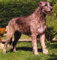 A dog image from https://images.dog.ceo/breeds/wolfhound-irish/n02090721_1696.jpg