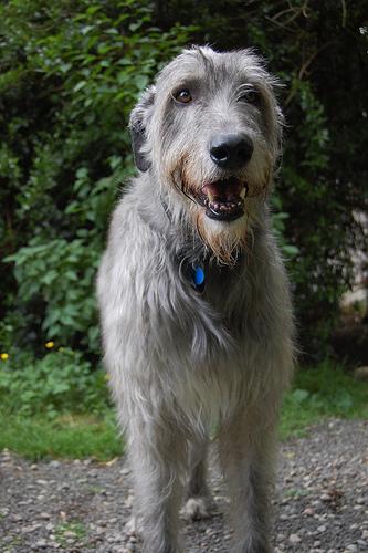 A dog image from https://images.dog.ceo/breeds/wolfhound-irish/n02090721_1728.jpg