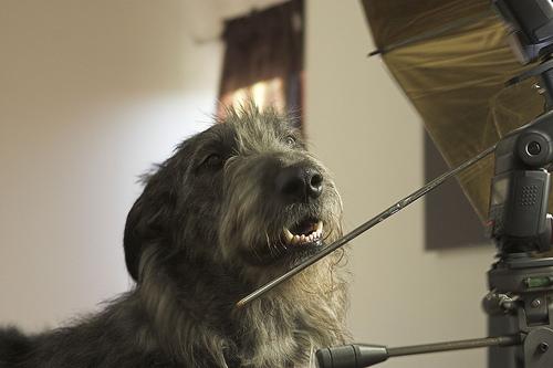 A dog image from https://images.dog.ceo/breeds/wolfhound-irish/n02090721_1845.jpg