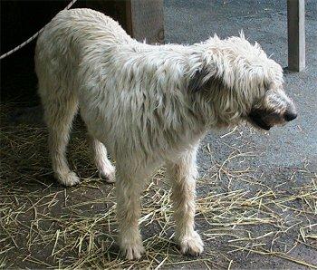 A dog image from https://images.dog.ceo/breeds/wolfhound-irish/n02090721_1979.jpg