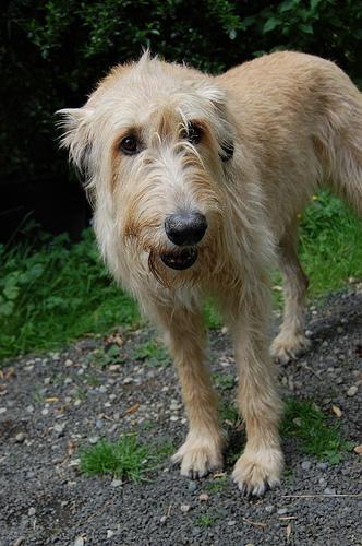 A dog image from https://images.dog.ceo/breeds/wolfhound-irish/n02090721_2068.jpg