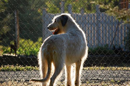 A dog image from https://images.dog.ceo/breeds/wolfhound-irish/n02090721_2170.jpg