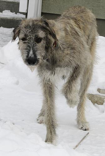 A dog image from https://images.dog.ceo/breeds/wolfhound-irish/n02090721_2267.jpg