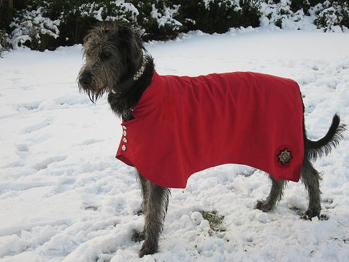 A dog image from https://images.dog.ceo/breeds/wolfhound-irish/n02090721_2340.jpg