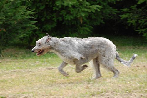 A dog image from https://images.dog.ceo/breeds/wolfhound-irish/n02090721_2536.jpg