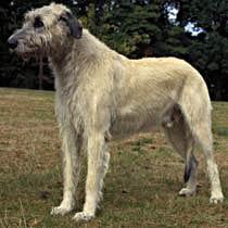 A dog image from https://images.dog.ceo/breeds/wolfhound-irish/n02090721_3034.jpg