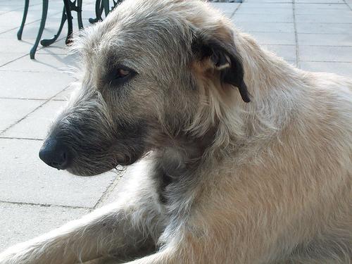 A dog image from https://images.dog.ceo/breeds/wolfhound-irish/n02090721_3398.jpg