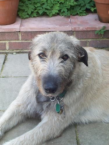 wolfhound