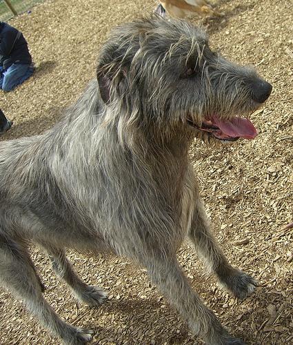 A dog image from https://images.dog.ceo/breeds/wolfhound-irish/n02090721_3763.jpg