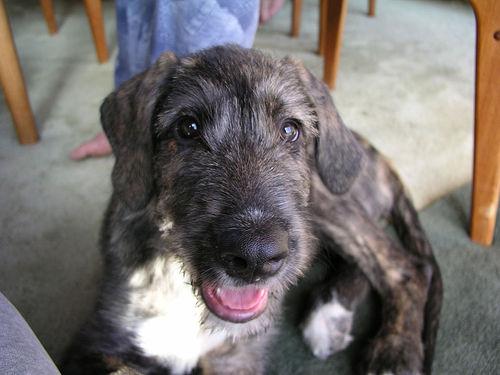 A dog image from https://images.dog.ceo/breeds/wolfhound-irish/n02090721_3771.jpg