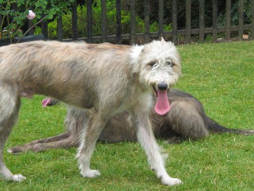 A dog image from https://images.dog.ceo/breeds/wolfhound-irish/n02090721_3999.jpg