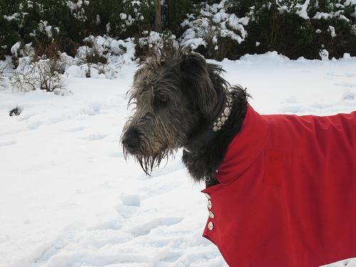 A dog image from https://images.dog.ceo/breeds/wolfhound-irish/n02090721_4006.jpg