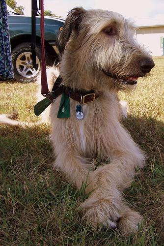 A dog image from https://images.dog.ceo/breeds/wolfhound-irish/n02090721_4092.jpg