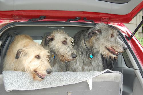 A dog image from https://images.dog.ceo/breeds/wolfhound-irish/n02090721_4133.jpg