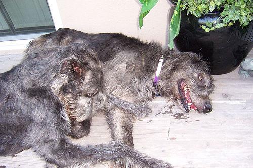 A dog image from https://images.dog.ceo/breeds/wolfhound-irish/n02090721_4207.jpg