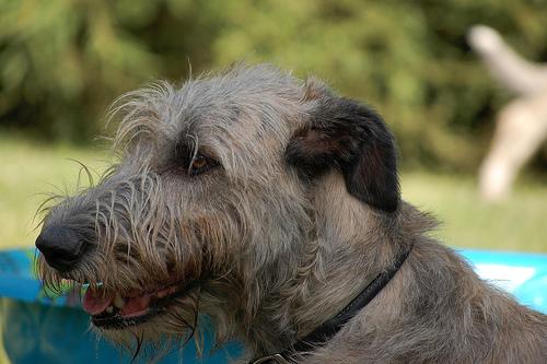 A dog image from https://images.dog.ceo/breeds/wolfhound-irish/n02090721_4326.jpg