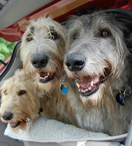 A dog image from https://images.dog.ceo/breeds/wolfhound-irish/n02090721_4353.jpg