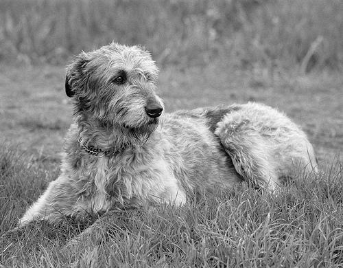 A dog image from https://images.dog.ceo/breeds/wolfhound-irish/n02090721_4362.jpg