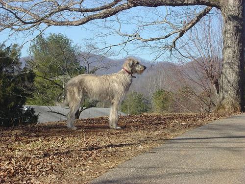 A dog image from https://images.dog.ceo/breeds/wolfhound-irish/n02090721_4433.jpg