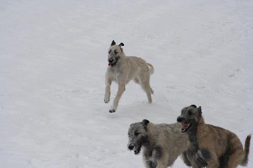 A dog image from https://images.dog.ceo/breeds/wolfhound-irish/n02090721_448.jpg