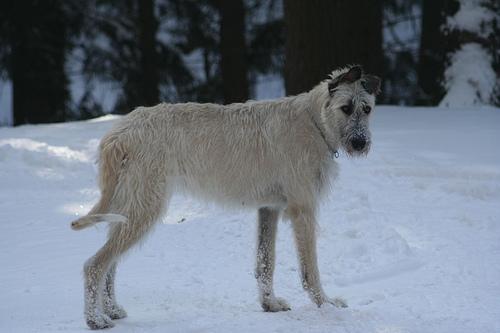 A dog image from https://images.dog.ceo/breeds/wolfhound-irish/n02090721_452.jpg