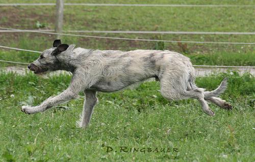 A dog image from https://images.dog.ceo/breeds/wolfhound-irish/n02090721_471.jpg