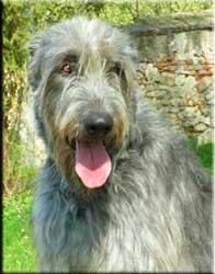 A dog image from https://images.dog.ceo/breeds/wolfhound-irish/n02090721_5759.jpg