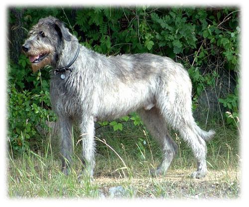 A dog image from https://images.dog.ceo/breeds/wolfhound-irish/n02090721_6051.jpg