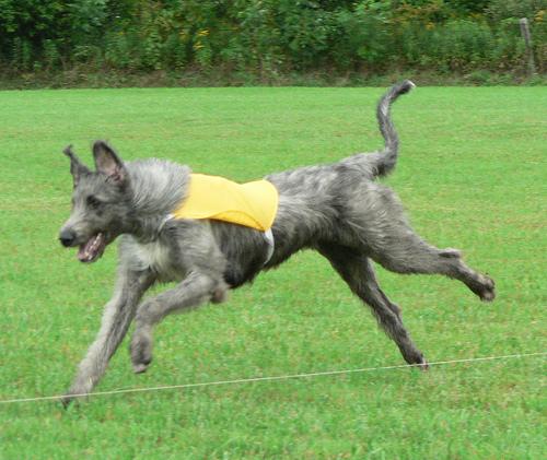 A dog image from https://images.dog.ceo/breeds/wolfhound-irish/n02090721_607.jpg