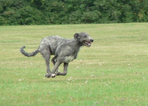 A dog image from https://images.dog.ceo/breeds/wolfhound-irish/n02090721_6232.jpg