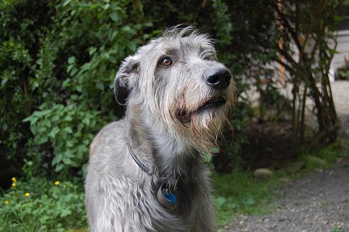 A dog image from https://images.dog.ceo/breeds/wolfhound-irish/n02090721_626.jpg