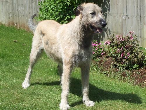 A dog image from https://images.dog.ceo/breeds/wolfhound-irish/n02090721_654.jpg