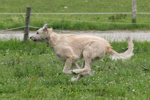 A dog image from https://images.dog.ceo/breeds/wolfhound-irish/n02090721_6617.jpg